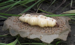 Ini dia Queen Termites yang konon katanya enak (Sumber: http://forum.eusozial.de/)