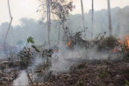 Hutan yang terbakar atau dibakar pada tahun 2015 lalu di wilayah Sungai Laur. Foto dok. Yayasan Palung