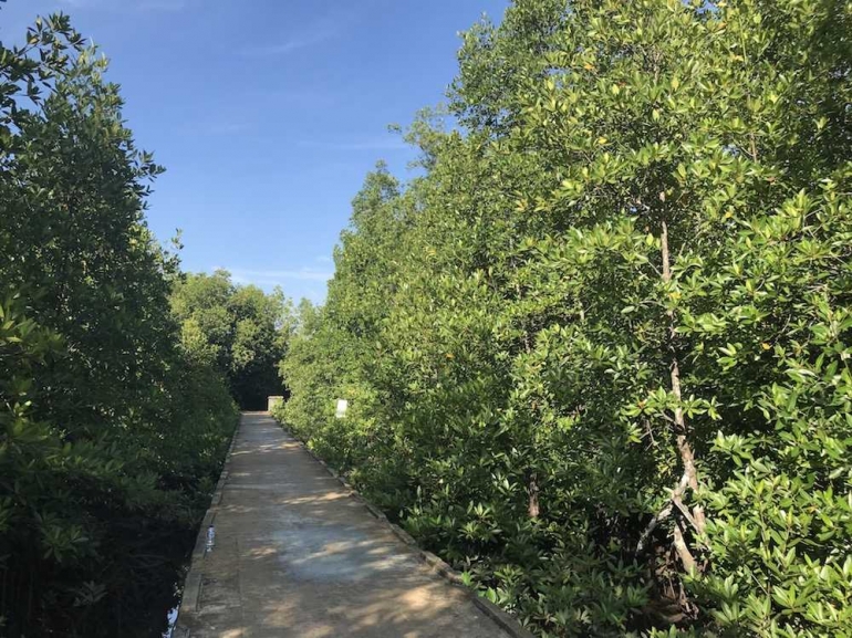 Hutan Mangrove Desa Langadai (foto milik @motulz)