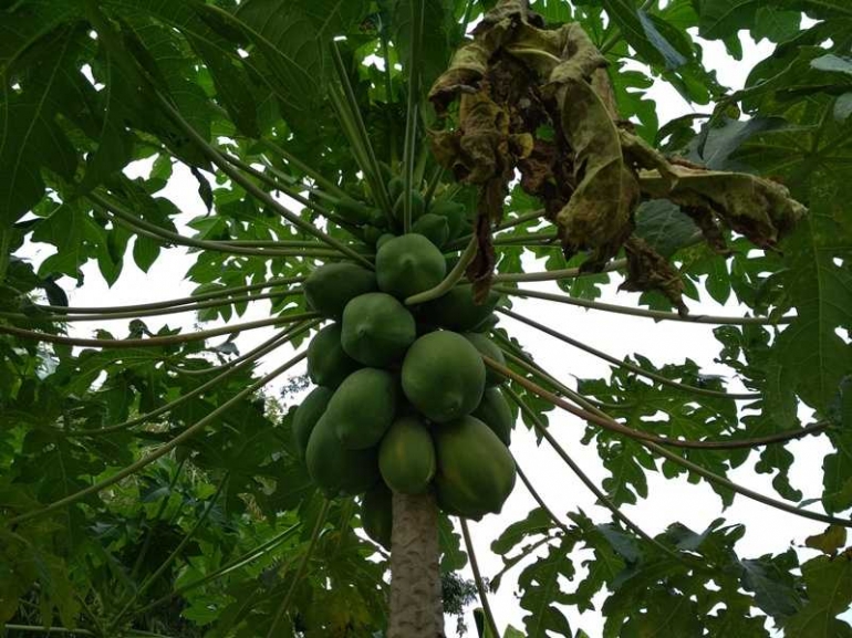 buah pepaya lebih besar