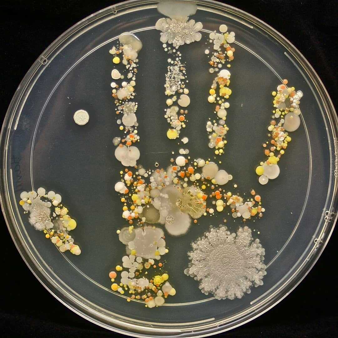 Jejak tangan penuh kuman dan bakteri. (Tasha Sturm)