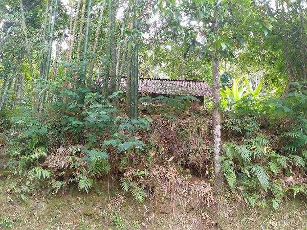Rumah mungil mbah Kasrun di antara pohon bambu (foto: dok pri)