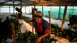 Ilustrasi: Saw Kyi Ti Mu, 37 tahun, seorang wanita etnis Palaung, mengumpulkan daun-daun murbei sebagai makanan untuk ulat sutra di desa Wanpaolong, Distrik Lashio, Shan State utara, Myanmar, 24 April 2018 (Sumber: VOA Indonesia/REUTERS/Ann Wang)