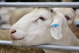 Domba Pedaging Super Australia ini dinamakan Lamb Master. Photo:Landline: Robert Koenig-Luck 