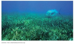 Deskripsi: Padang Lamun juga merupakan habitat dari ikan tuna, penyu, dan hewan laut lainnya I Sumber Foto : greneers.co