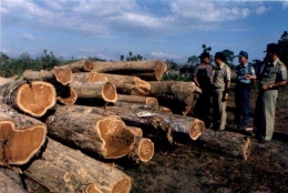 Eksploitasi Hutan Jati di Muna (Pict: FWI)