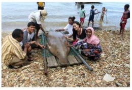 Dugong yang terdampar di pantai (sumber: Anugerah Nontji/Buku Dugong Bukan Puteri Duyung)