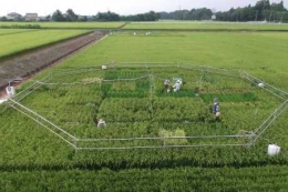 Ilustrasi: Para peneliti di Cina dan Jepang menemukan bahwa kandungan protein, zat besi dan seng dalam beras turun jika padi ditanam dalam lingkngan dengan kadar CO2 yang tinggi (Sumber: ABC News/Toshihiro Hasegawa - Japan's National Agriculture and Food Research Organisation)
