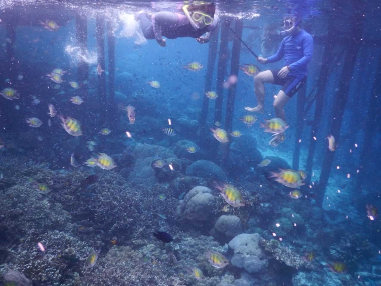 Ikan hias dan karang di Yenbuba (Dok pribadi)