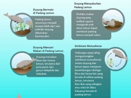Simbiosis mutualisme antara Dugong dan Lamun (Sumber: DSCP Indonesia)