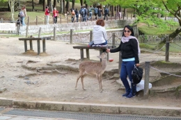 Rusa yang hidup bebas di Nara Deer Park - dokumentasi pribadi