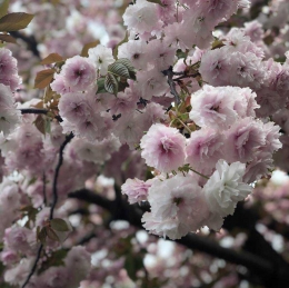 Bunga Sakura di Jepang - Dokumentasi Pribadi