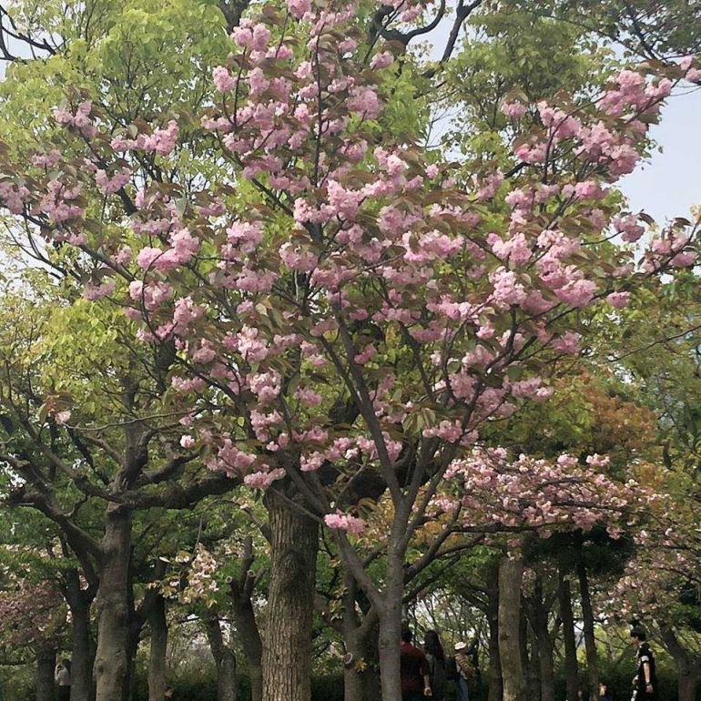Pohon Sakura di Osaka Castle - dokumentasi pribadi