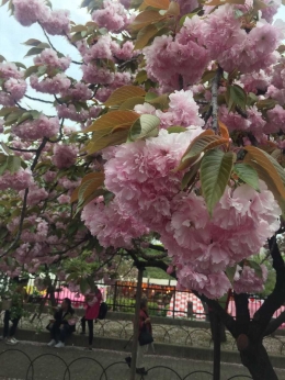Salah satu jenis bunga Sakura - Dokumentasi Pribadi