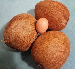 Sawo jumbo mamey sapote dengan pembanding telur ayam ukuran sawo biasa (dok pri)