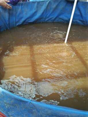 Penampakan kolam dengan sistem biofloc (dok.pribadi)