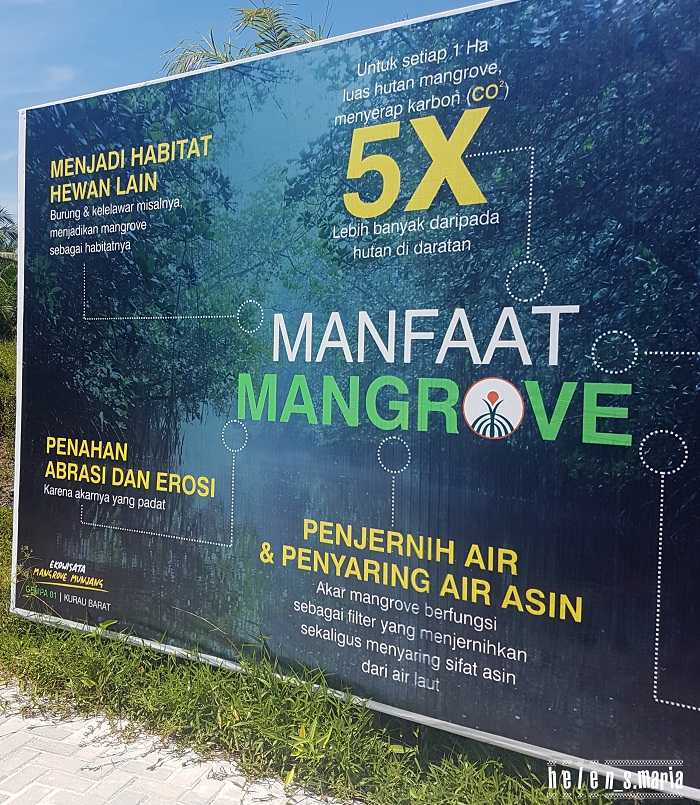 Mangrove (Dok. Pribadi)
