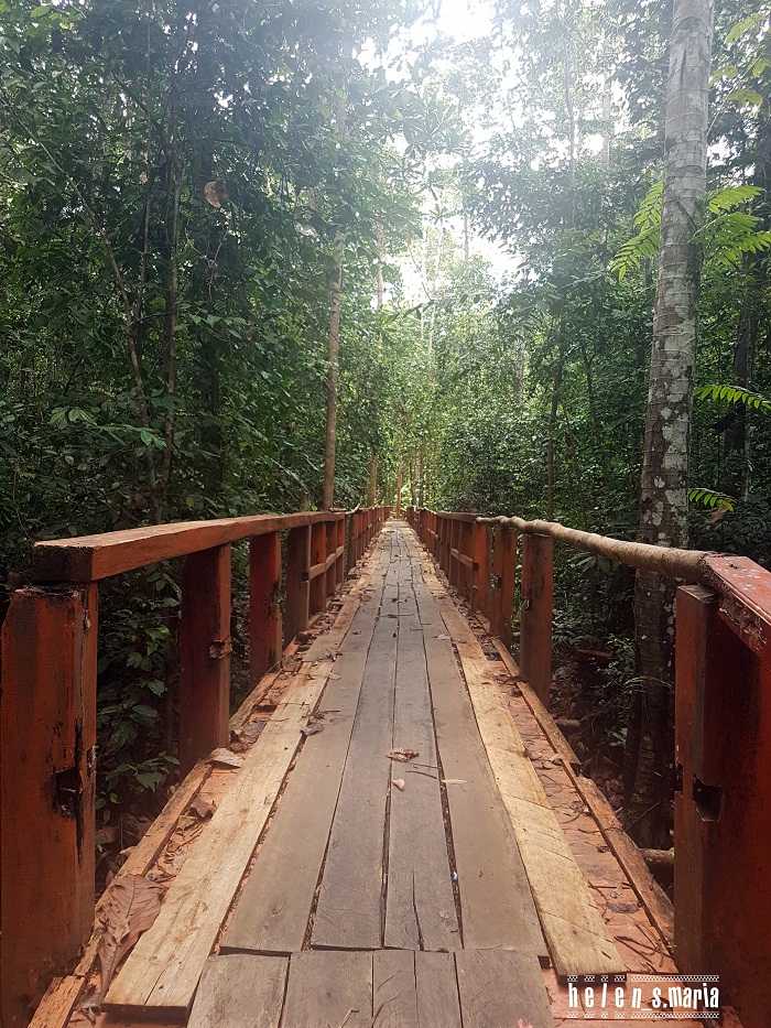 Hutan Pelawan (Dok. Pribadi)