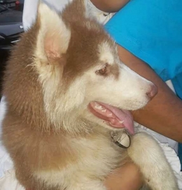 Seekor anjing jenis Husky yang baru saja diselamatkan dari kelelahan dan ketersiksaan. (Foto: Facebook dan Instagram Hesti Sutrisno)