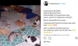 Kucing-kucing sedang diberi makan oleh Hesti Sutrisno. (Foto: Screenshot Instagram hestisutrisno)