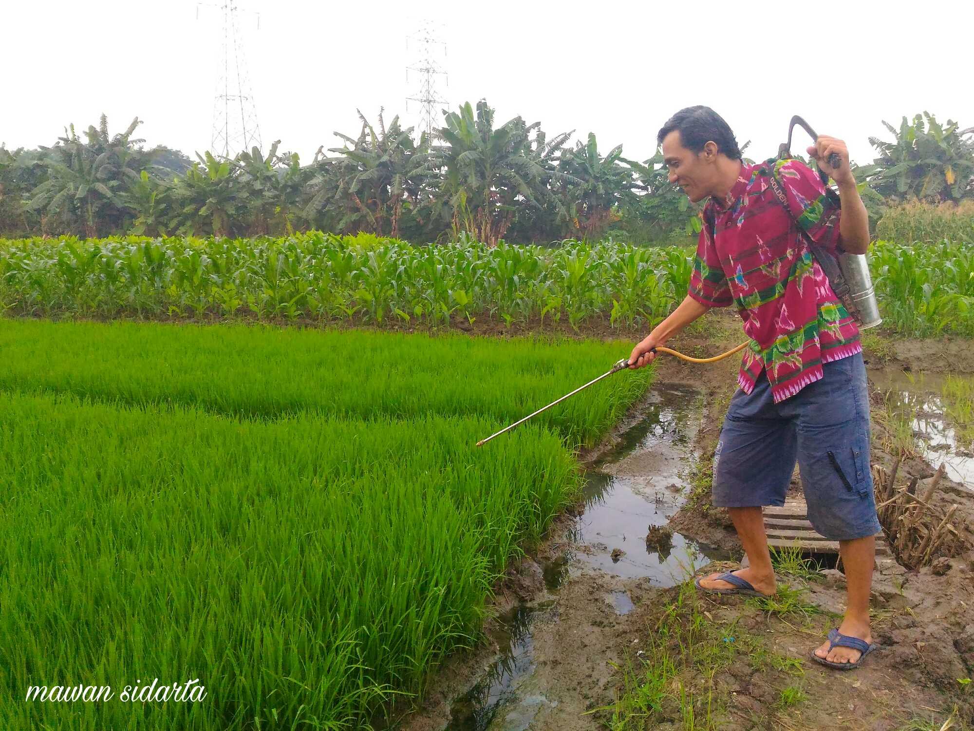 Ngefans batik, ke sawah juga batikan (dok.pri)