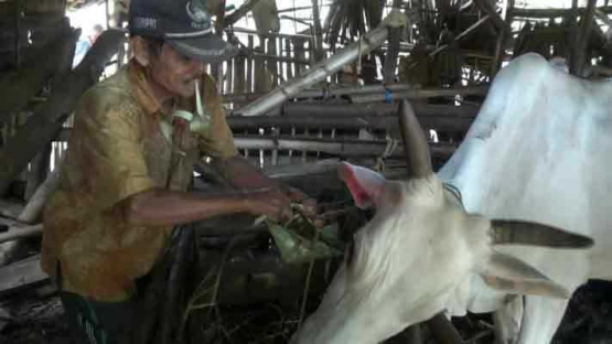 Selametan sapi diambil dari www.pojokpitu.com