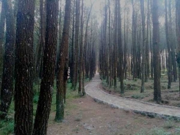Hutan Pinus Kayon di pinggang Gunung Merbabu (foto: dok pri)