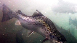 Ikan salmon yang terinfeksi viruses, kutu and penyakit (Photo, ctvnews)