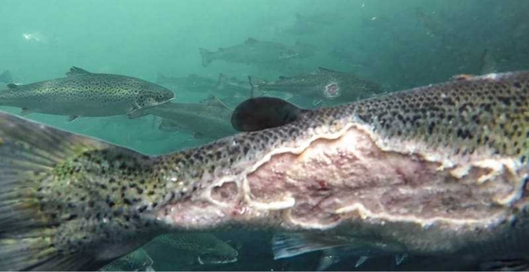 Gambar ikan salmon yang terjangkit penyakit di peternakan British Columbia, Kanada (Photo, Sealegacy)
