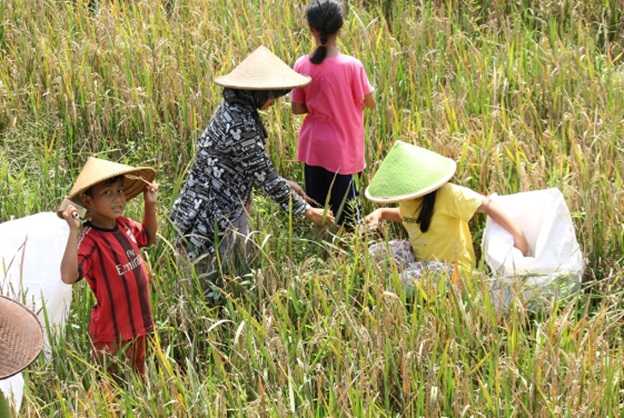 Membantu orang tua memanen padi (Sumber: sumampir.penadesa.or.id)