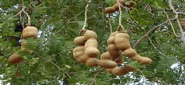 Menggoreskan atau kerok kuku di kulit asam untuk mengetahui asam setengah matang atau 