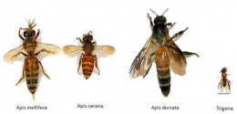 Jenis-jenis lebah penghasil madu (https://zeroninehoney.wordpress.com/2018/01/17/lebah-hutan-apis-do).