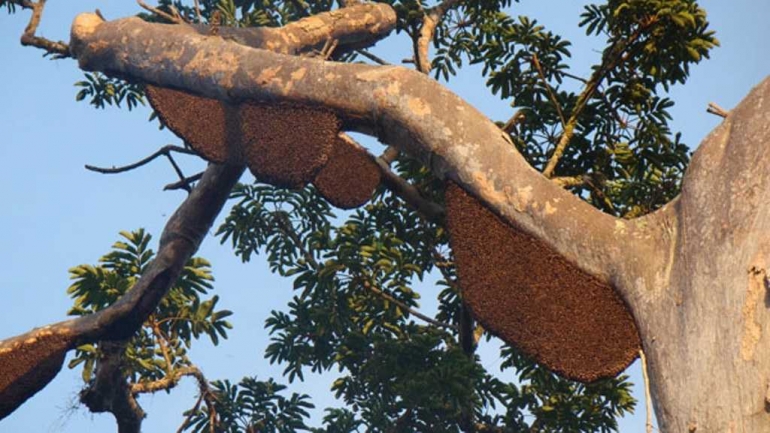 Lebah nempel di pohon. Sumber ilustrasi: lintasgayo.co