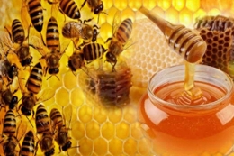 Lebah dan madu. Sumber ilustrasi: madulebah.org