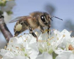 Lebah mengisap sari bunga. Sumber Ilustrasi: tekno.tempo.co