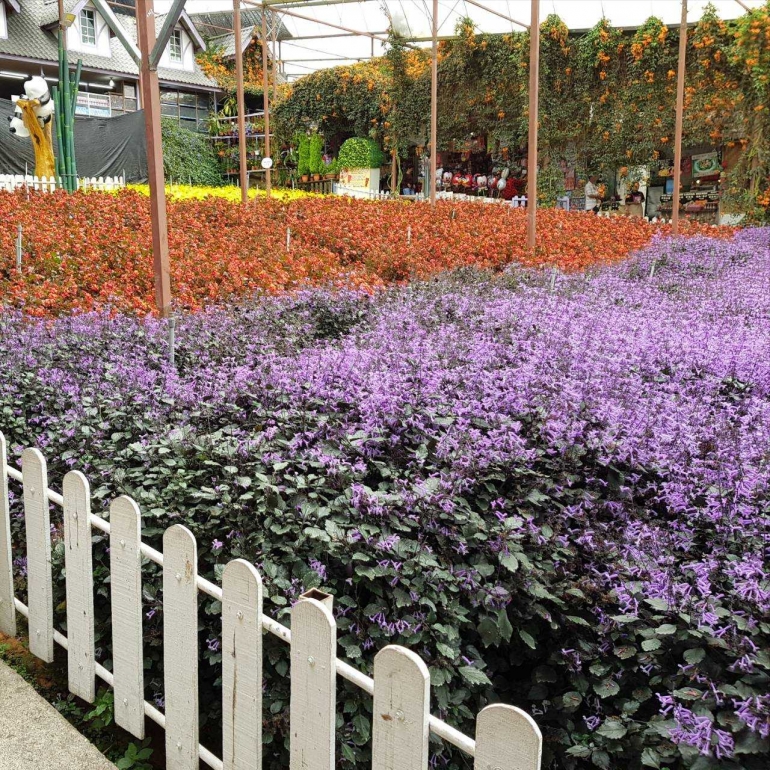Cameron Lavender di Malaysia. Hayoo.. Bagusan mana dengan Taman Bunga Nusantara? (Sumber: Dokumentasi Pribadi)
