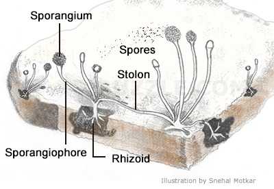 biologywise.com