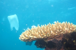 Gambar 1. Plastik di sekitaran terumbu karang (Sumber : Dokumentasi pribadi WCS-Lombok)