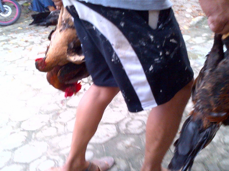 Warga membawa ayam untuk disembelih di tempat jasa pelayanan pemotongan unggas di kawasan Bukit Betung Sungailiat (foto Rustian)