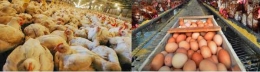 Protein hewani daging dan telur ayam ras sudah menjadi andalan konsumsi masyarakat yang paling terjangkau (Dok.Pribadi)