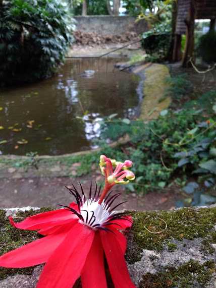 BUnga indah di depan kandang buaya | Foto: Rifki Feriandi