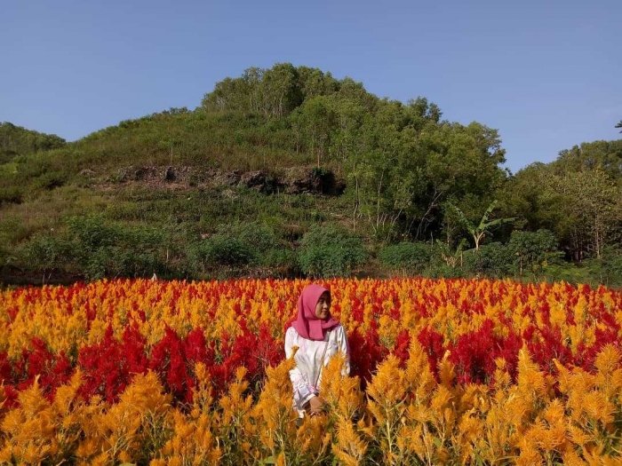 Taman  Celosia Spot Cantik Liburan ala Eropa oleh  Ummi   Taman  Celosia Spot Cantik Liburan ala Eropa oleh  Ummi