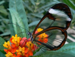 kupu-kupu bersayap transparan