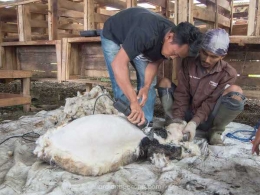 Para pemuda melibatkan warga sekitar untuk merawat kambing dengan imbalan. Setelah beberapa minggu mereka mengambil kembali kambing untuk dicukur bulunya sebelum disembelih untuk kurban. (Foto: Dok.Pri.)