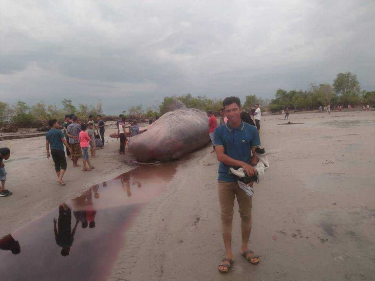 Tampak dalam gambar bahwa Ikan Paus jenis Sperma yang terdampar sudah mati, terlihat dari kulit Ikan Paus yang sudah luka dan menurut warga sudah tercium bau busuk. Foto: Dina, anggota WAG Save Ikan Aceh