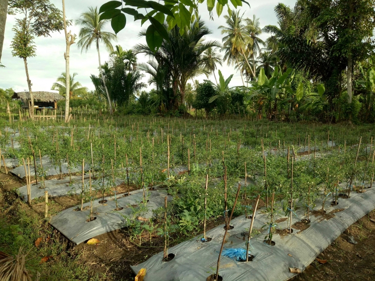 Pohon cabai berusia satu bulan di lahan kering perkebunan dengan menggunakan plastik mulsa milik anggota kelompok tani cabai, (Dokumentasi Pribadi)