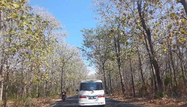 Dari Situbondo menuju Baluran disambut pepohonan yang indah (Dokumentasi Pribadi)