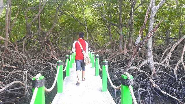 Hutan mangrove di Baluran (dokpri)