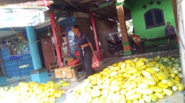 Gabus dan Cabang bungin sebagai penghasil timun suri terbesar di Jawa Barat (Dokumentasi pribadi)