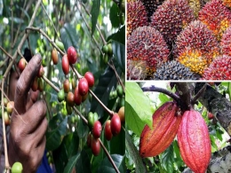 Komoditi utama pertanian Indonesia yang diminati oleh Rusia yaitu Kopi, Cokelat dan Kelapa sawit I sumber : bisnis.com, liputan 6